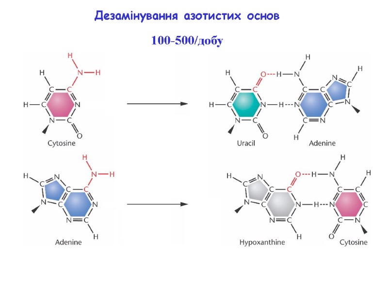 Дезамінування азотистих основ 100-500/добу